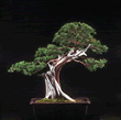 Conifer
