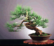 PONDEROSA PINE, Pinus ponderosa<br /><br />
STYLE: Bankan 30", (76cm)<br /><br />
Collected in Rocky Mountains.
