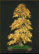 JAPANESE HORNBEAM, Carpinus japonica<br /><br />
STYLE: Formal upright, (autumn) 31", (78cm)<br />
<br />
Propagated by cutting.