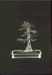TRIDENT MAPLE, Acer buergerianum<br /><br />
STYLE: Formal upright, (winter) 18", (45cm)<br />
<br />
Propagated by cutting.