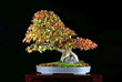 TRIDENT MAPLE, Acer buergerianum<br /><br />
STYLE: Ishizuke 21", (53cm)<br />
<br />
Seedling planted on rock.