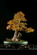 Trident Maple, Acer buergianum, cv. Hill stock<br><br>
Style: Ishi-tsuki - Autumn Height..24" (61cm)<br />
<br />
History: Grown from seed..1972.