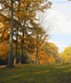 Grounds